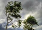 Деревья. Фото пресс-службы ГУ МЧС России по Иркутской области