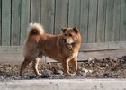Собака. Фото из архива IRK.ru