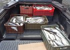 Рыба в пикапе иркутянина. Фото ГУ МВД России по Республике Бурятии