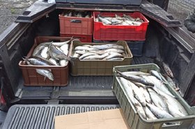 Рыба в пикапе иркутянина. Фото ГУ МВД России по Республике Бурятии