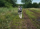 Собака. Фото из архива IRK.ru