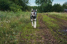 Собака. Фото из архива IRK.ru