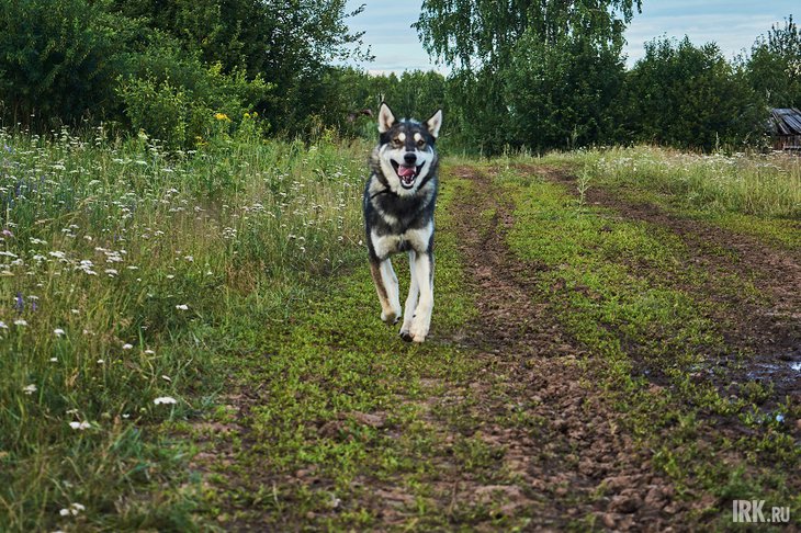 Собака. Фото из архива IRK.ru
