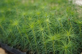 Сеянцы. Фото пресс-службы правительства Иркутской области