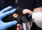 Собака. Фото пресс-службы правительства Иркутской области