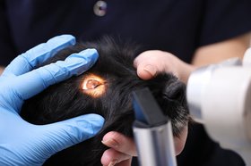 Собака. Фото пресс-службы правительства Иркутской области