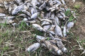 Погибшая рыба. Фото ОНФ