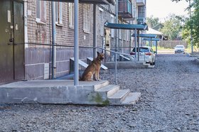 Собака в Ново-Ленино. Фото Маргариты Романовой, IRK.ru