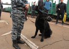 Собака Гюрза. Фото пресс-службы Восточно-Сибирского ЛУ МВД России на транспорте