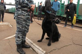 Собака Гюрза. Фото пресс-службы Восточно-Сибирского ЛУ МВД России на транспорте