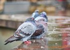 Голуби. Фото из архива IRK.ru