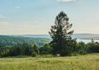 Лес. Фото Маргариты Романовой, IRK.ru