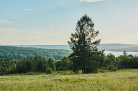 Лес. Фото Маргариты Романовой, IRK.ru