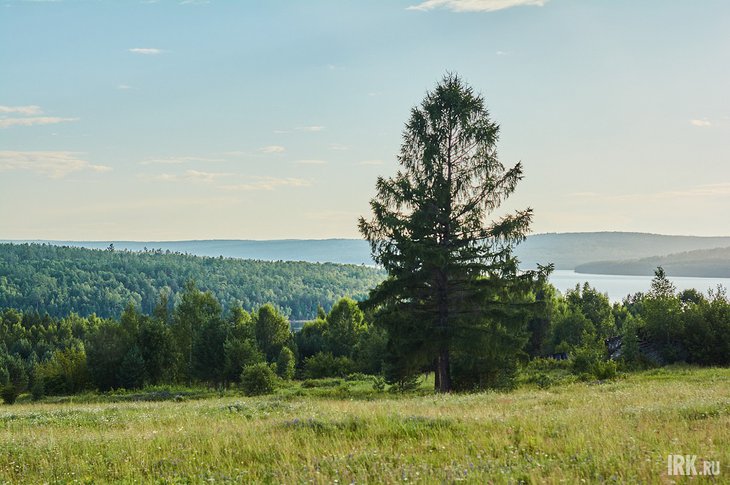 Лес. Фото Маргариты Романовой, IRK.ru