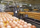 Куриные яйца. Фото управления Россельхознадзора по Иркутской области