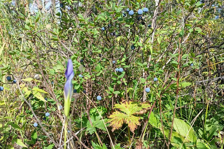 Фото «Полюс Вернинское»