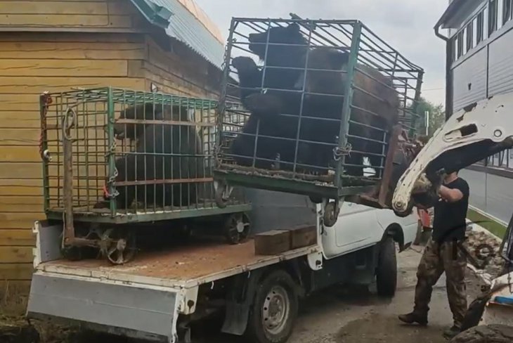 Медвежат увезли в тайгу. Скриншот видео питомника К-9