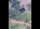 Медведь на ББТ. Скриншот видео туристов