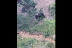 Медведь на ББТ. Скриншот видео туристов