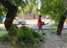 Обрезка деревьев. Фото пресс-службы администрации Иркутска