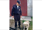 Полицейский со сбежавшей собакой. Фото пресс-службы ГУ МВД России по Иркутской области