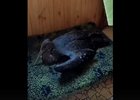 Аист. Скриншот видео Иркутского зоопарка