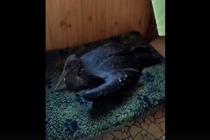 Аист. Скриншот видео Иркутского зоопарка