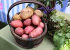 Картофель. Фото пресс-службы правительства Иркутской области