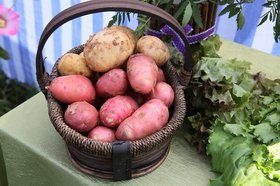 Картофель. Фото пресс-службы правительства Иркутской области