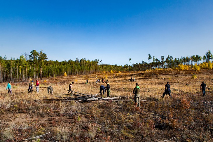 Добровольцы высаживают сеянцы сосны. Фото пресс-службы благотворительного фонда «Подари планете жизнь»
