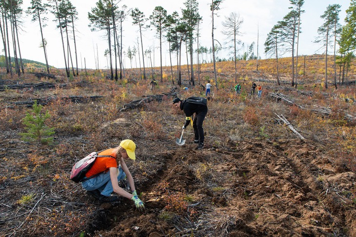 Добровольцы высаживают сеянцы сосны. Фото пресс-службы благотворительного фонда «Подари планете жизнь»