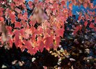 Осенние листья. Фото из архива IRK.ru