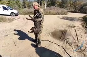 Спасение собаки. Скриншот видео питомника К-9