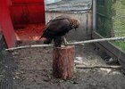 Спасенный беркут. Фото службы по охране и использованию объектов животного мира Иркутской области