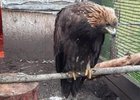 Спасенный беркут. Фото службы по охране и использованию объектов животного мира Иркутской области