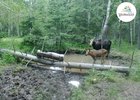 Семья лосей. Скриншот видео «Заповедного Прибайкалья»