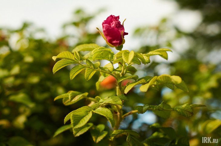 Осень в Иркутске. Фото Маргариты Романовой, IRK.ru