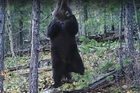 Медведь. Скриншот видео «Заповедного Прибайкалья»