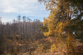Лес. Фото Маргариты Романовой, IRK.ru