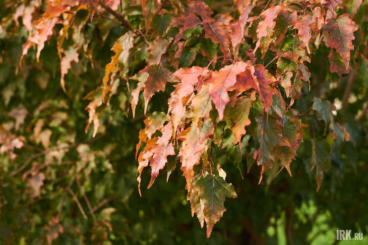 Фото Маргариты Романовой, IRK.ru