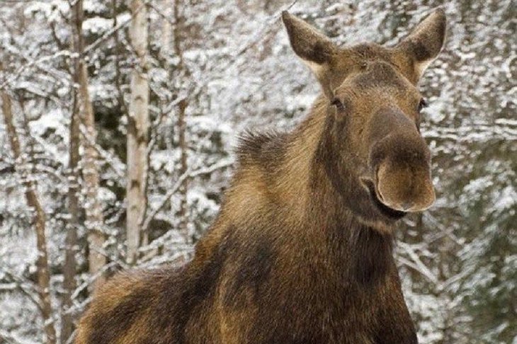 Лось. Фото из соцсетей охотнадзора Иркутской области