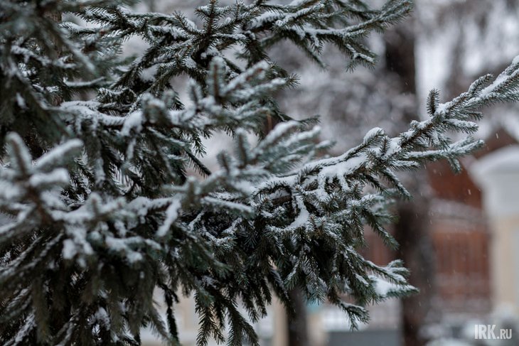 Ель в снегу. Фото IRK.ru