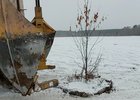 Пересадка деревьев. Фото с сайта правительства Иркутской области