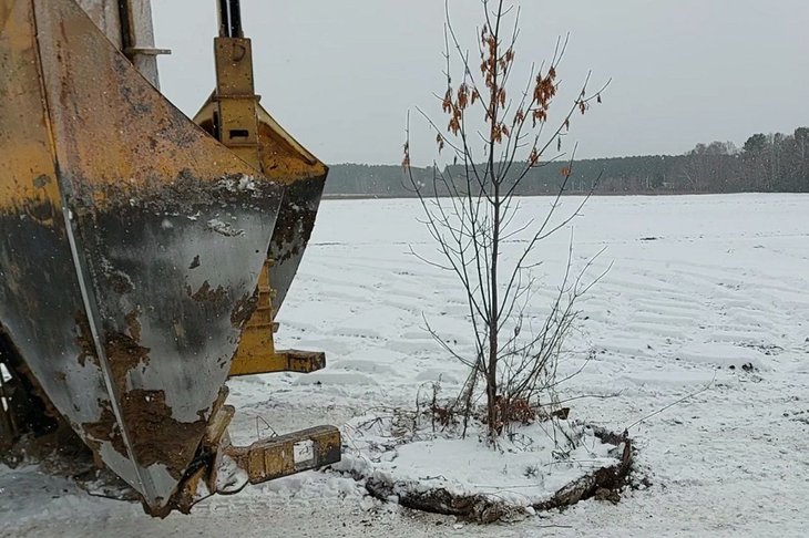 Пересадка деревьев. Фото с сайта правительства Иркутской области