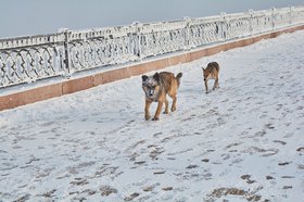 Собаки. Фото Маргариты Романовой из архива IRK.ru