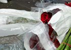 Зараженные розы. Фото пресс-службы управления Россельхознадзора по Иркутской области