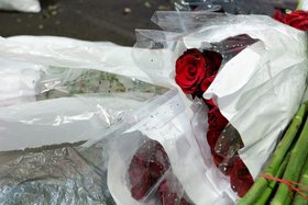 Зараженные розы. Фото пресс-службы управления Россельхознадзора по Иркутской области