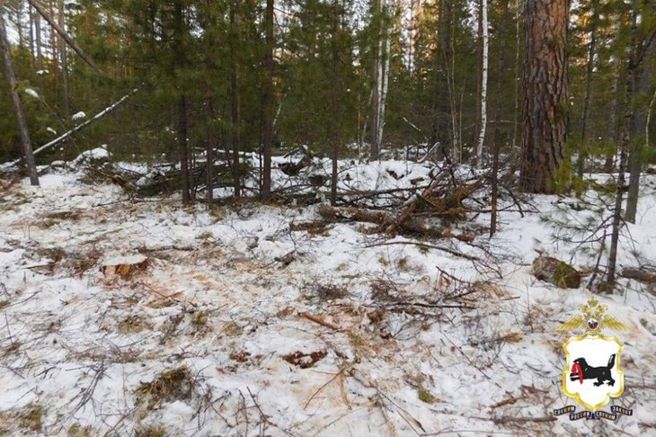 Лес. Фото пресс-службы ГУ МВД России по Иркутской области