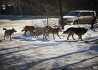 Собаки. Фото Маргариты Романовой, IRK.ru