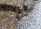 Останки. Фото из телеграм-канала «АИСТ ТВ»